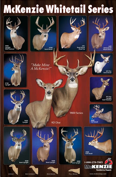 This is another series of specialty Whitetail forms designed to increase your customers options in displaying their trophy. . Mckenzie deer mount poses